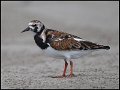 _6SB1183 ruddy turnstone